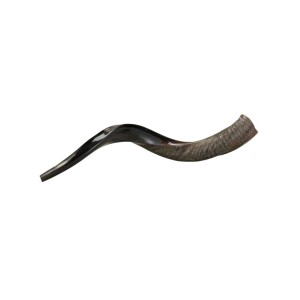 Yemenite Kosher Shofar (Approx 75 Cm)