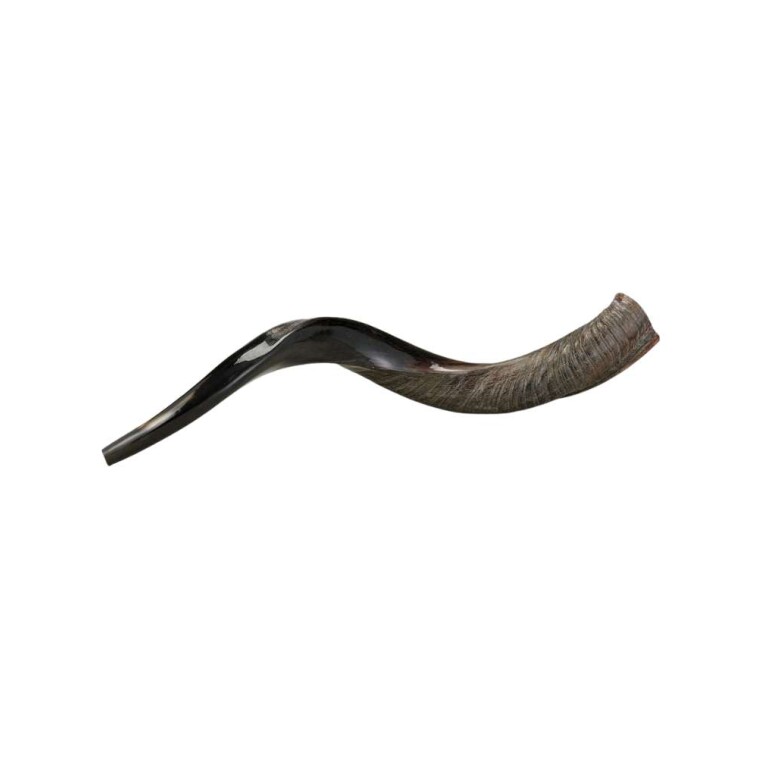  Yemenite Kosher Shofar 75cm — Kudu Horn