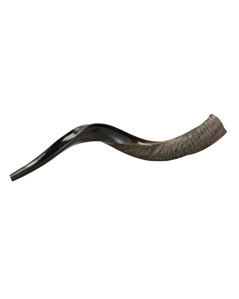 Yemenite Kosher Shofar (Approx 75 Cm)