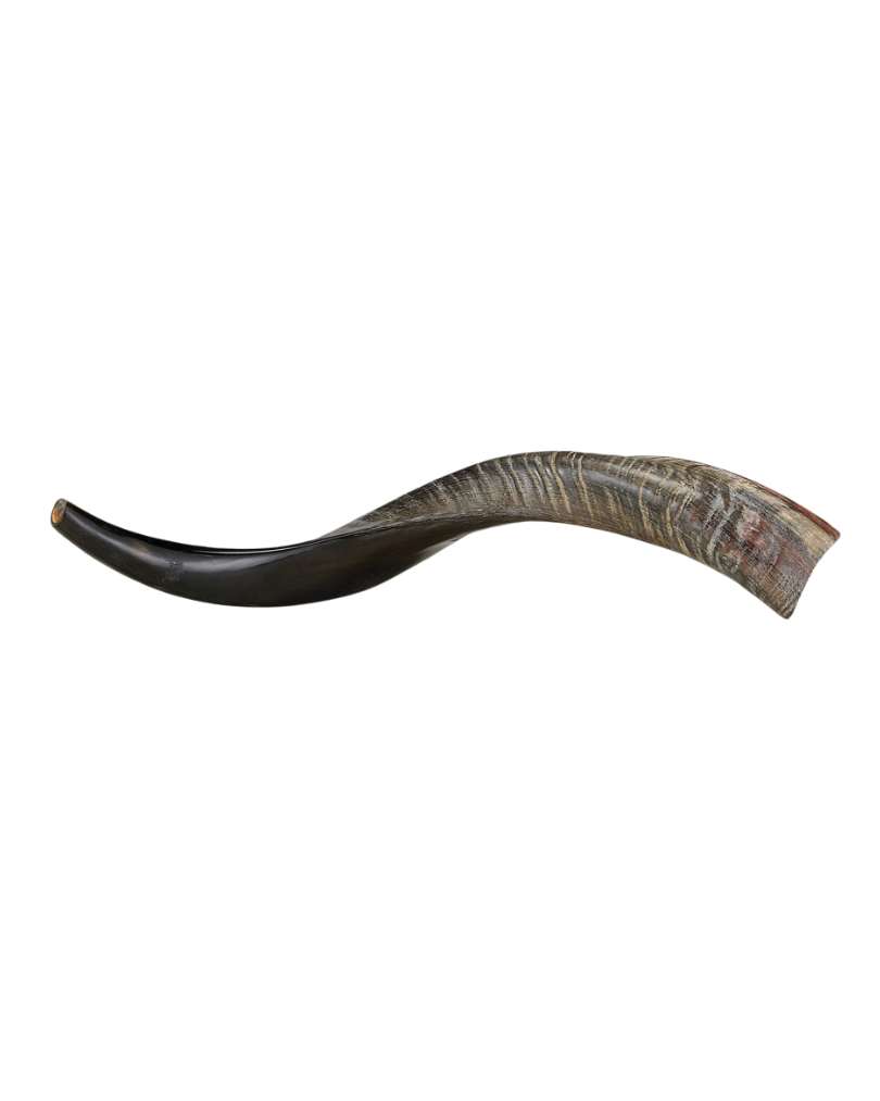 Yemenite Kosher Shofar (Approx 60 Cm)